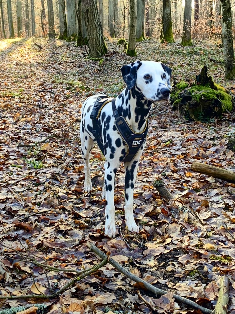 Hundetreffen-Umkreis Eltmann-Profilbild