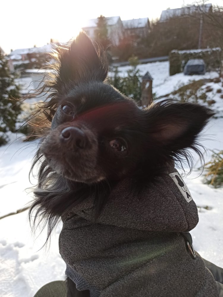 Hundetreffen-Spieltreffen-Profilbild