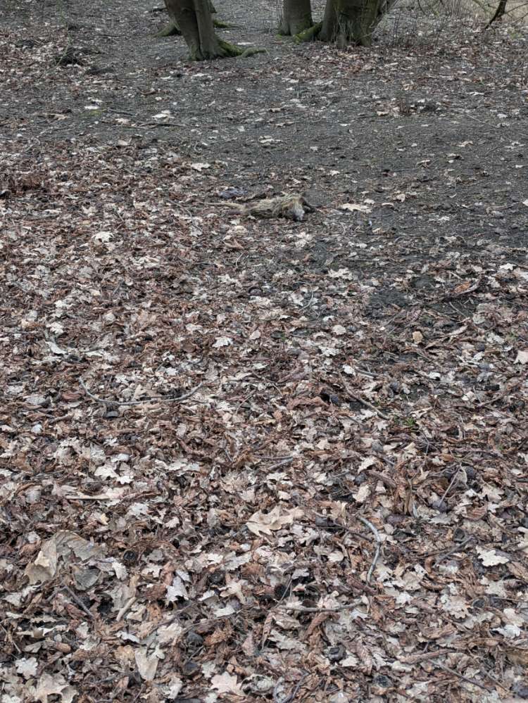 Giftköder-Totes Nutria-Profilbild