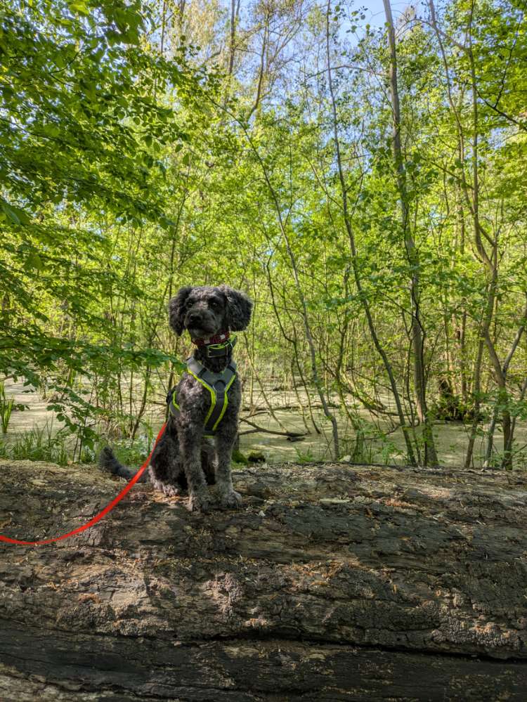 Hundetreffen-Regelmäßige Spiel und Spazier Treffen-Profilbild