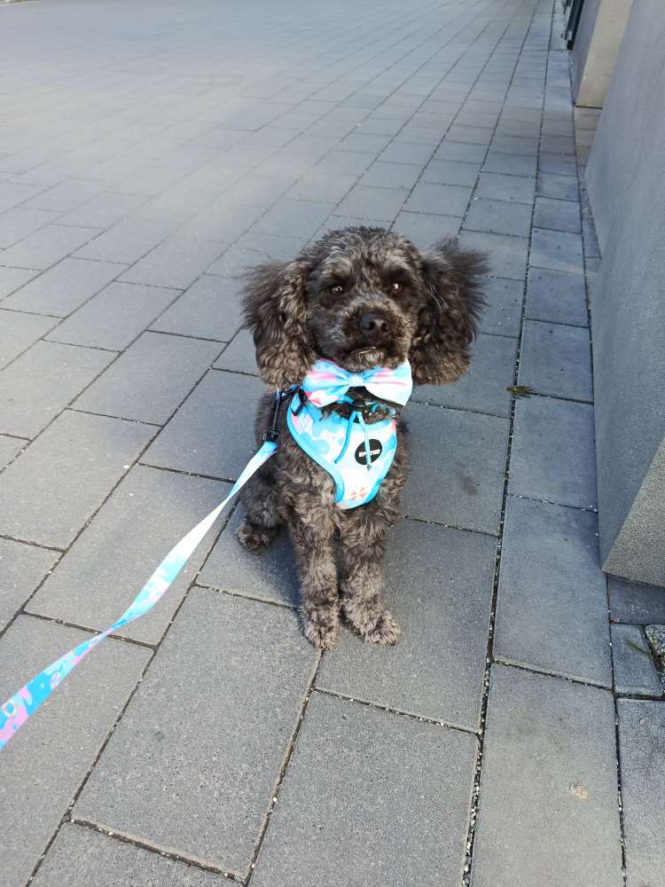 Hundetreffen-Hallo an die kleine Hunde aus BS-Profilbild