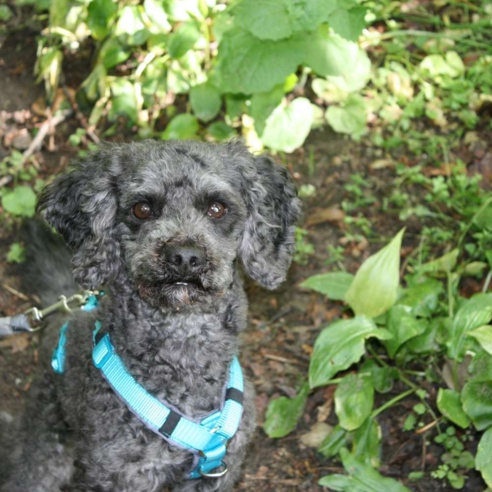 Hundetreffen-Wir suchen neue Freunde-Profilbild