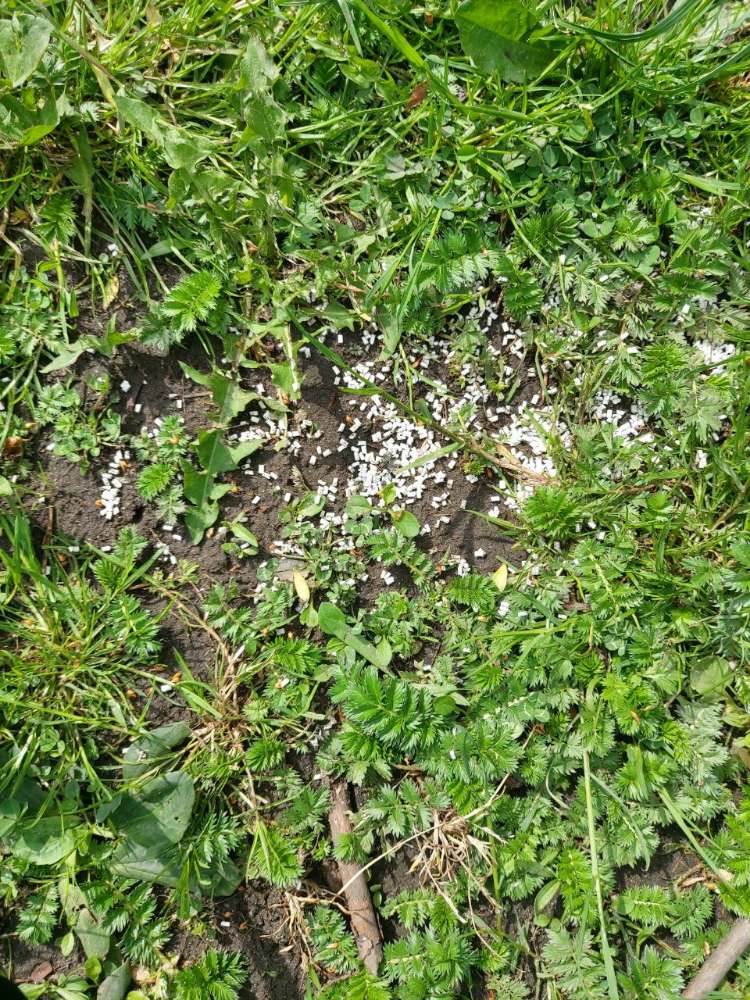 Giftköder-Möglicherweise Rattengift/Schneckenkorn-Profilbild