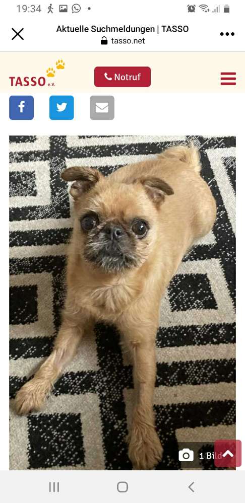 Giftköder-Angefahrenen Hund gesichtet-Profilbild