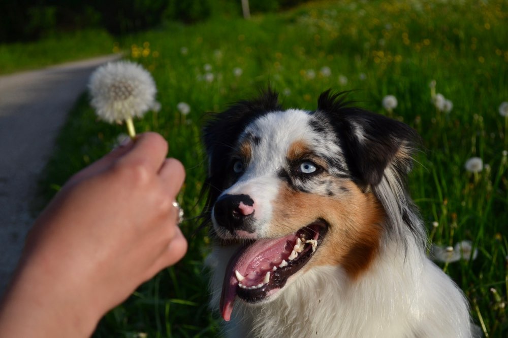 Hundetreffen-Spielfreunde gesucht-Profilbild