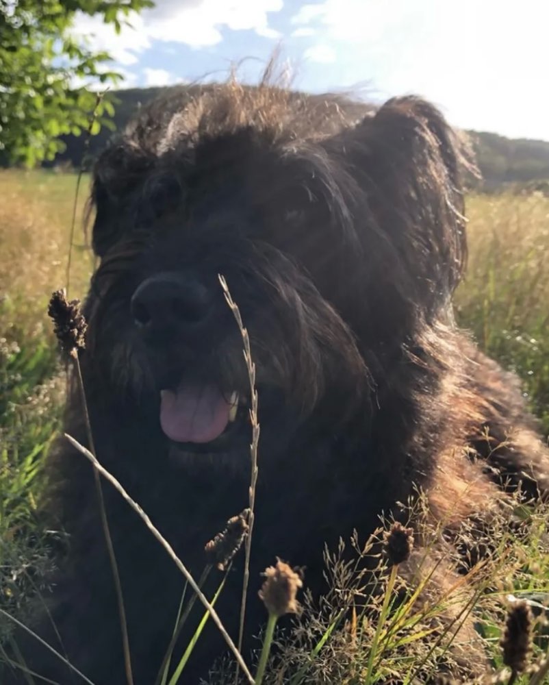 Hundetreffen-Gassi Kumpels gesucht-Profilbild