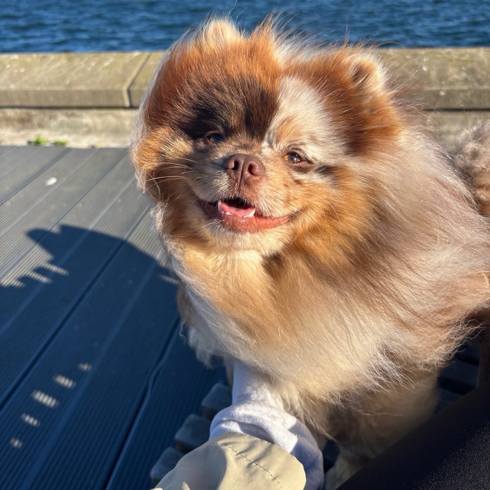 Hundetreffen-Spielfreundin gesucht-Profilbild