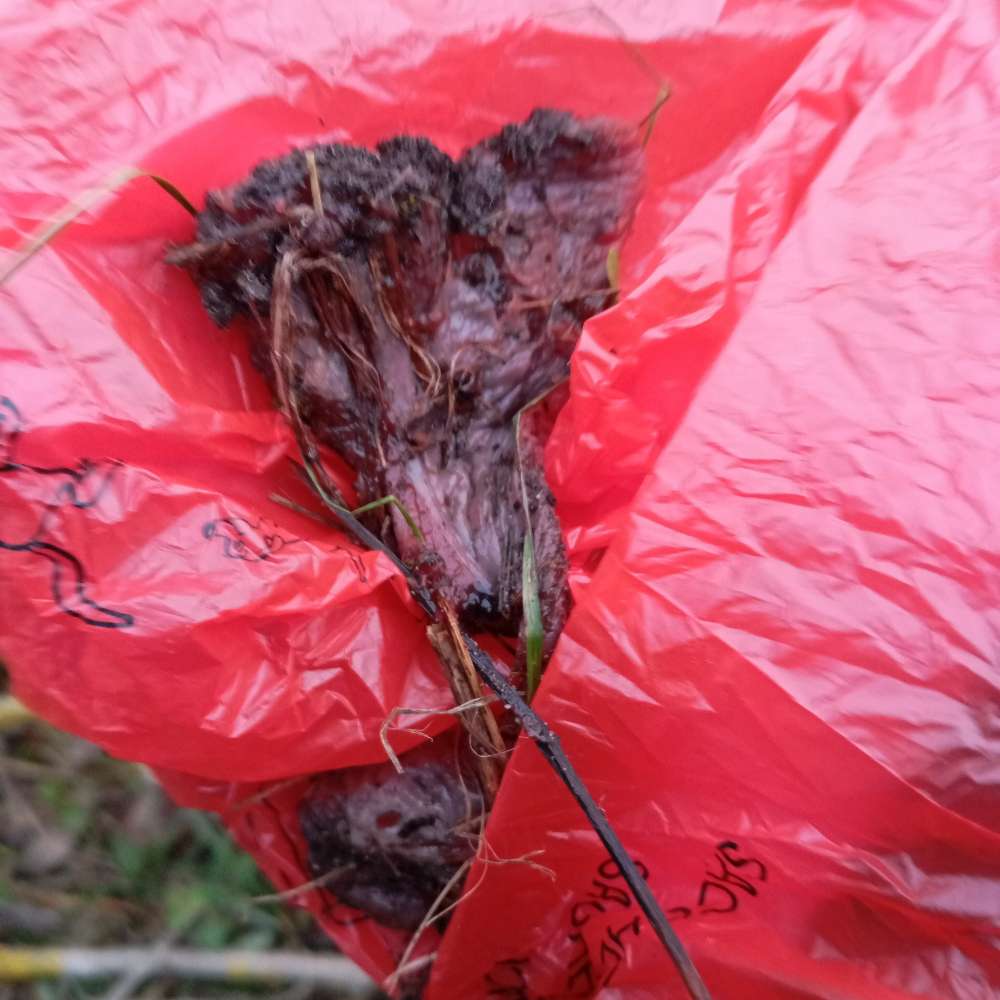 Giftköder-Möglicher Giftköder (entsorgt)-Profilbild