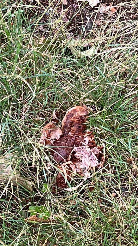 Giftköder-Giftköder-Profilbild