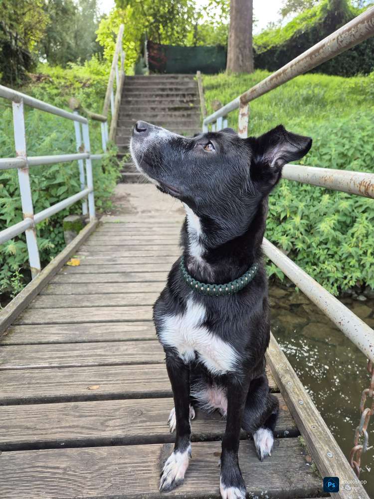 Hundetreffen-Social walk partner gesucht-Profilbild