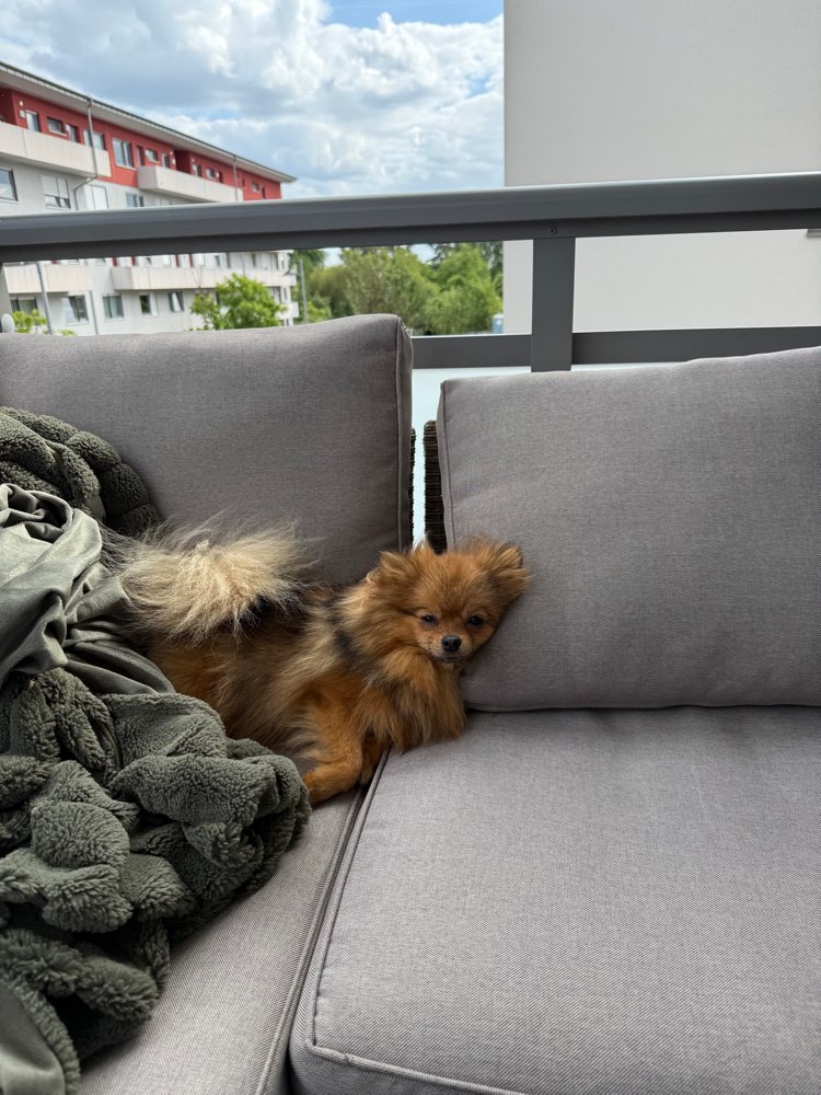 Hundetreffen-Pommi sucht Spielkameraden 🐾-Profilbild