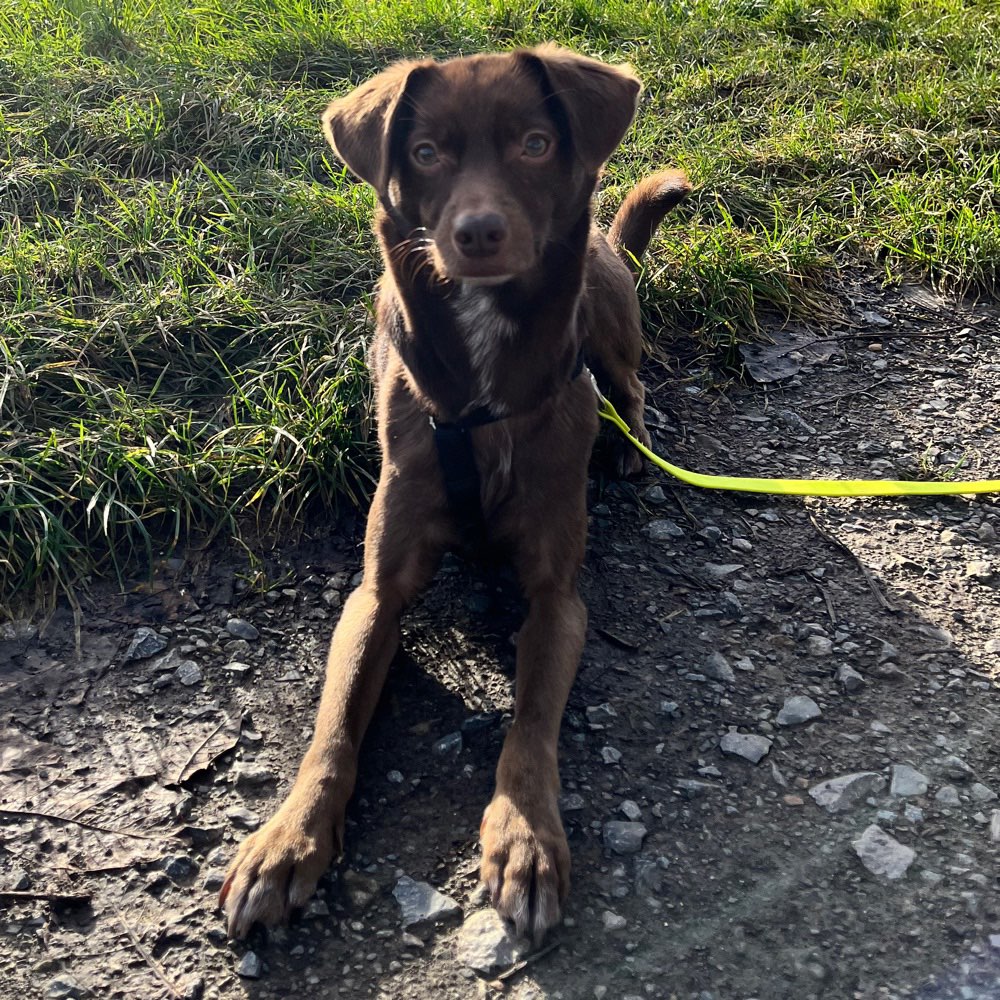 Hundetreffen-Gassikumpel gesucht-Profilbild