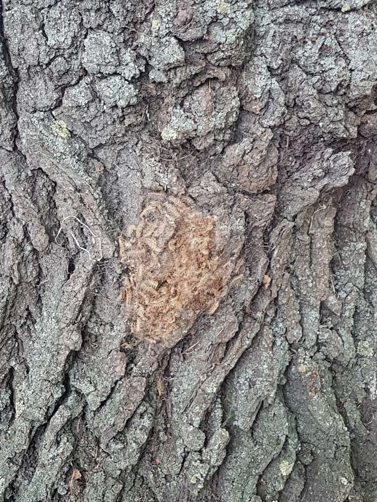 Giftköder-Eichenprozessionsspinner-Profilbild