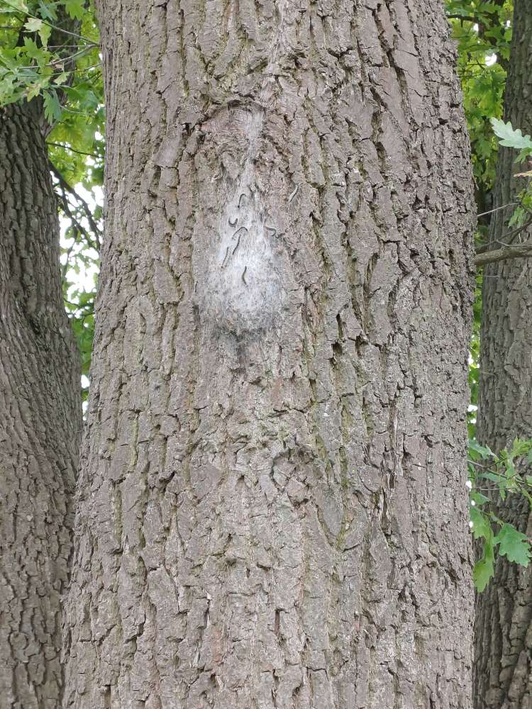 Giftköder-Eichenprozessionsspinner am Hellweg-Profilbild