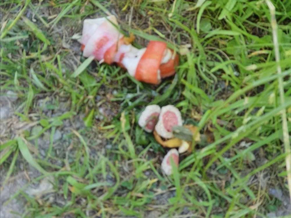 Giftköder-Giftköder-Profilbild