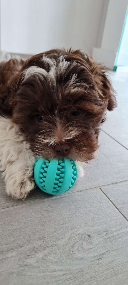 Hundetreffen-Gassikamerad/in gesucht-Profilbild