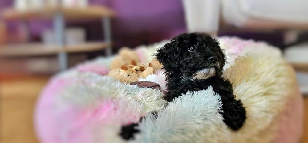 Hundetreffen-Gassi-Freunde gesucht-Profilbild