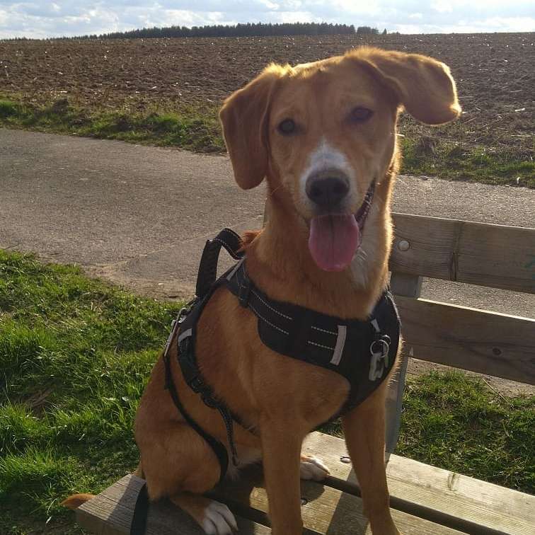 Hundetreffen-Gassi gehen-Profilbild