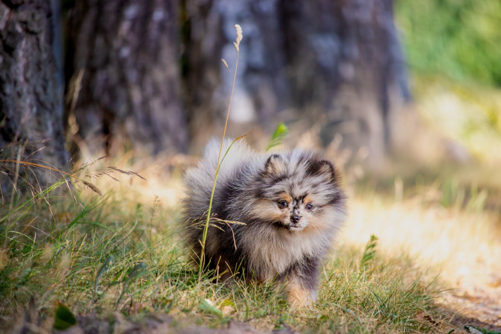 Hundetreffen-Welpentreffen- Zwergspitz Hündin sucht Spielrunde in der Region Hannover-Profilbild