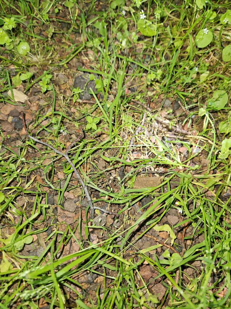 Giftköder-Leckerlis im Gras-Profilbild