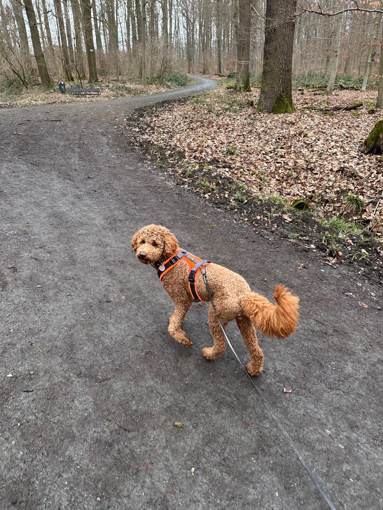 Hundetreffen-Neue Freunde gesucht-Profilbild