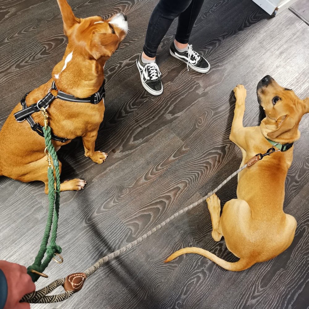 Hundetreffen-Spaziergang und Training-Profilbild
