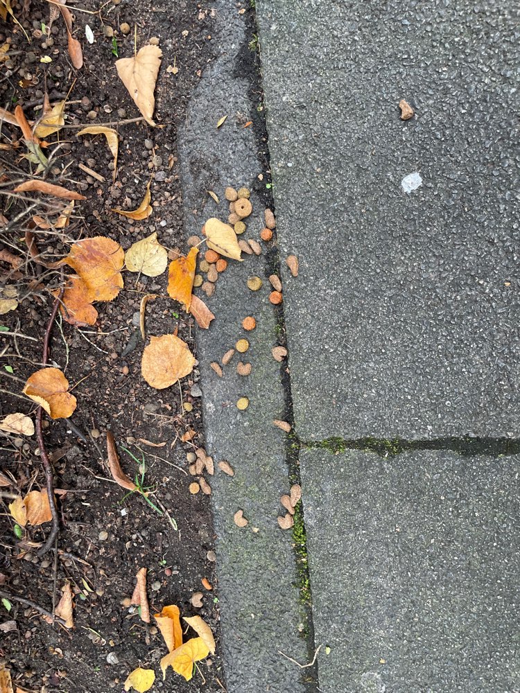 Giftköder-Trockenfutter ausgelegt-Profilbild