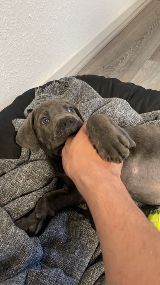 Hundetreffen-Welpentreff im Nordpark-Profilbild