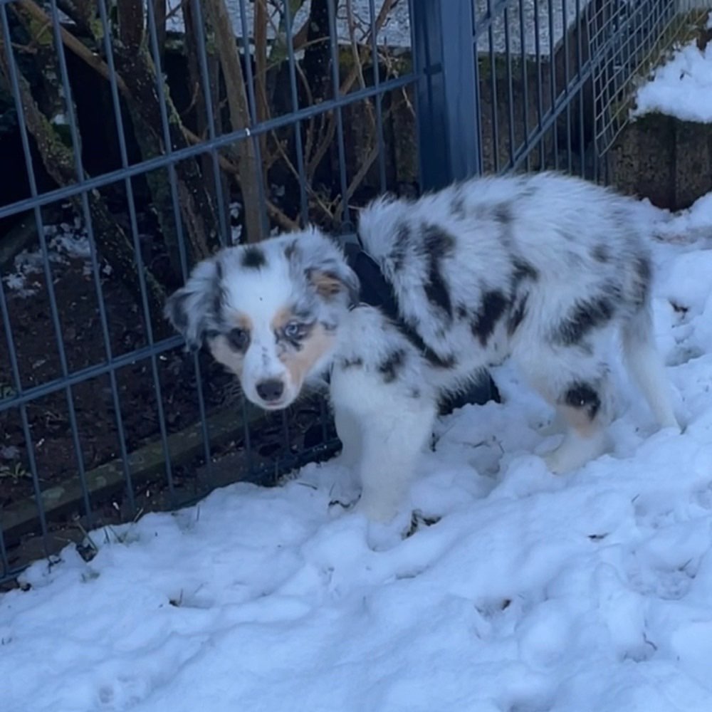 Hundetreffen-Welpentreffen-Profilbild