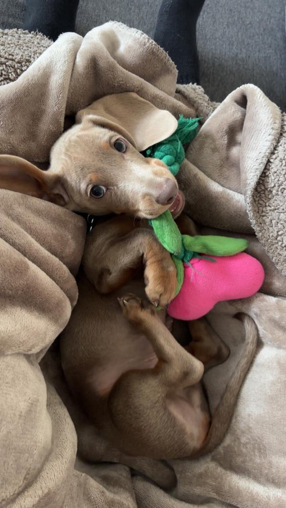 Hundetreffen-Welpentreffen in Offenbach-Profilbild