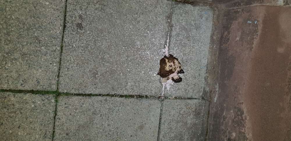 Giftköder-Komisches Zeug über einem Kackhaufen-Profilbild