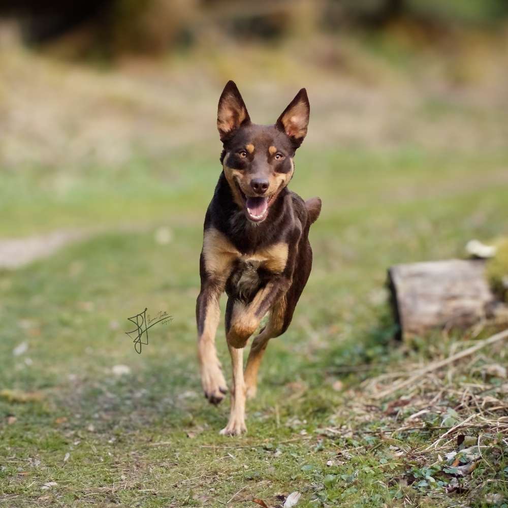 Hundetreffen-Suche neue Hundefreunde für Gassirunden etc.-Profilbild