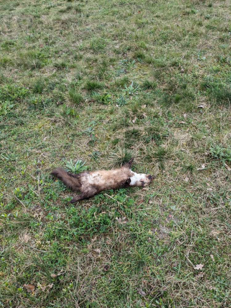 Giftköder-Totes Tier-Profilbild