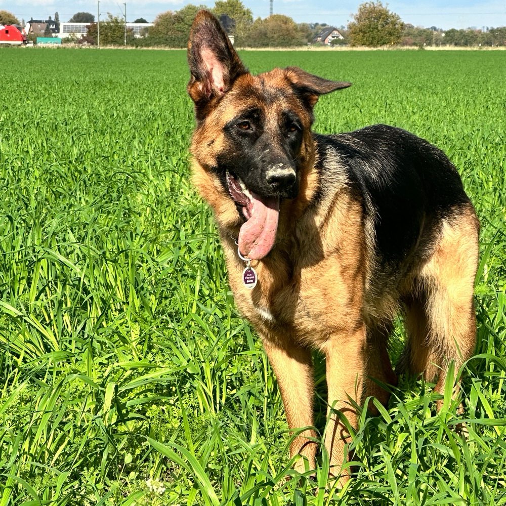 Hundetreffen-Suche für meinen Schäferhund Sozialkontakt-Profilbild