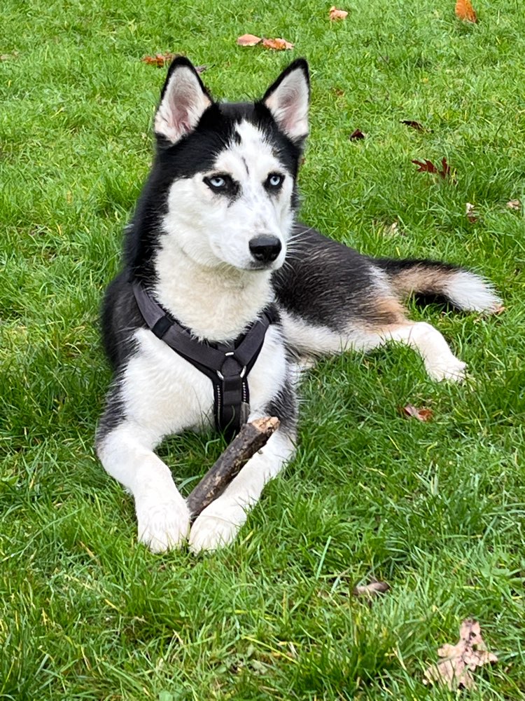 Hundetreffen-Pfotenfreunde🐾🐾-Profilbild