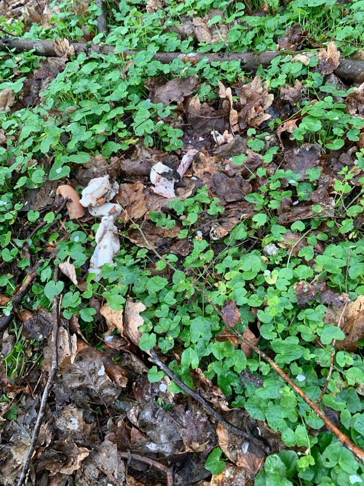 Giftköder-Fleisch und Wurst, sowie Knochenreste-Profilbild