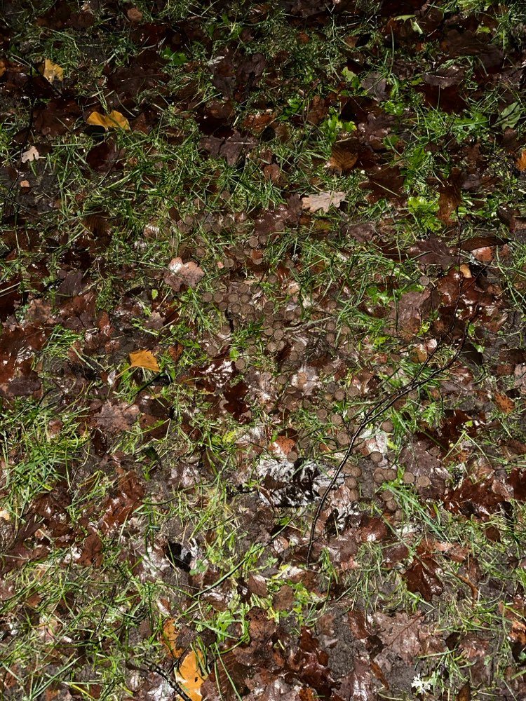 Giftköder-Sehr viel Trockenfutter, evtl Giftköder-Profilbild