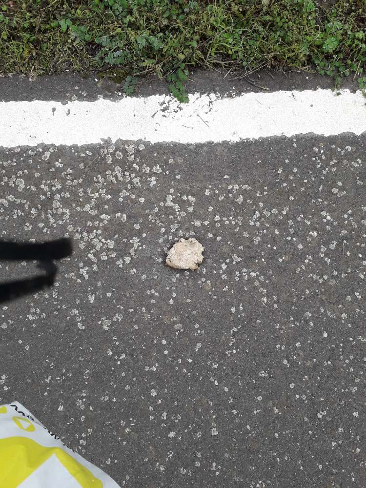 Giftköder-Giftköder-Profilbild