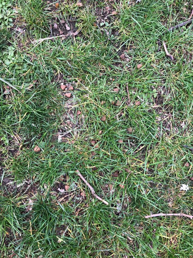 Giftköder-Hundekse im Frankenberger Park-Profilbild