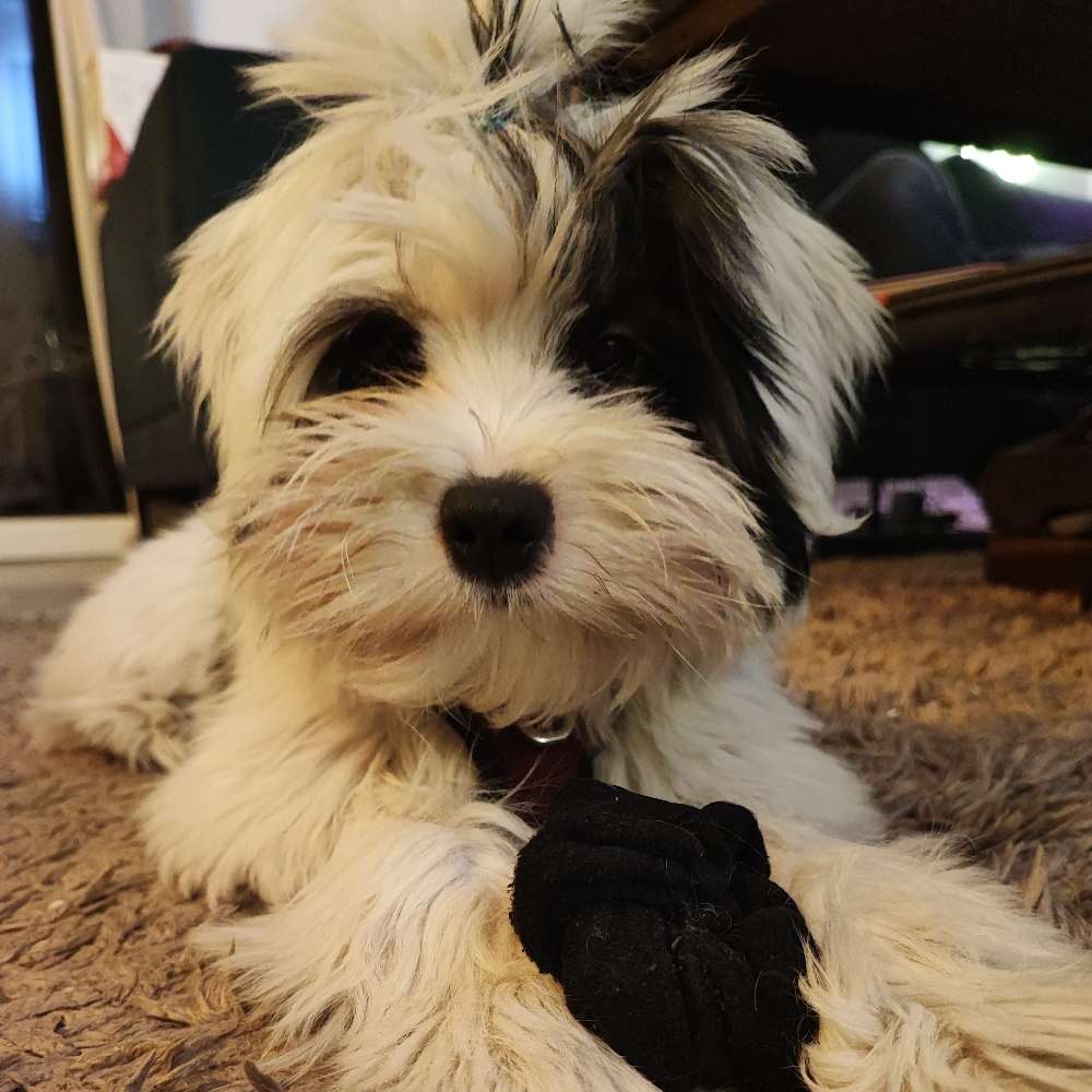 Hundetreffen-Welpen treffen-Profilbild