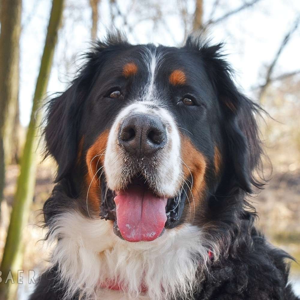 Hundetreffen-Hundefreunde gesucht🐾🐶-Profilbild