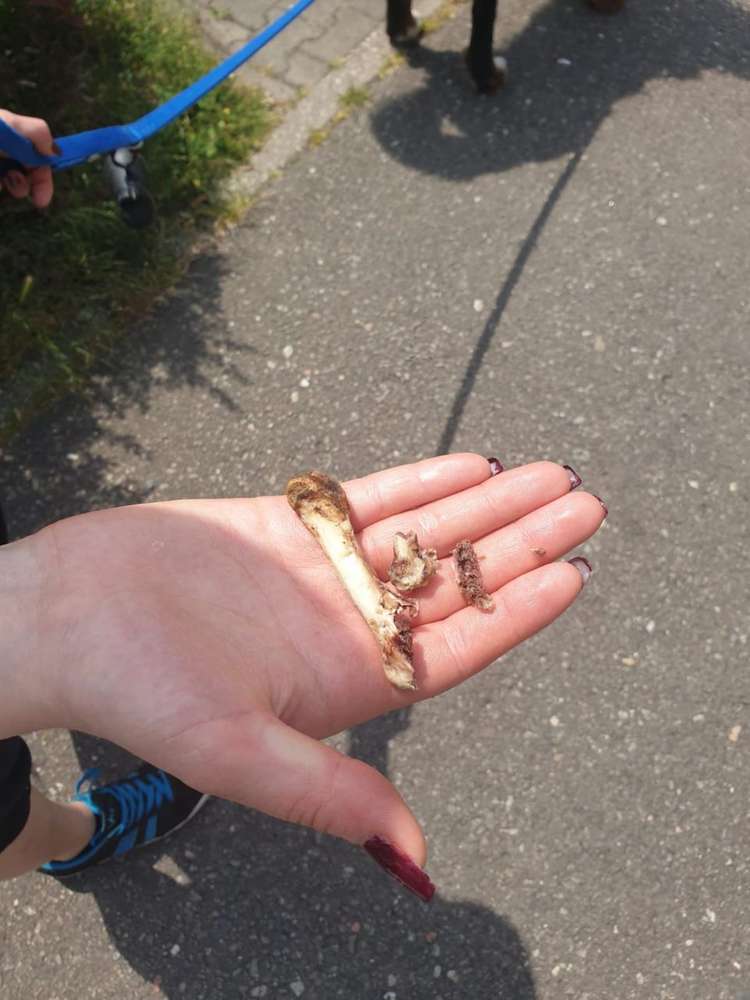 Giftköder-(Hünchen)knochen gefunden in Schönefeld!-Profilbild