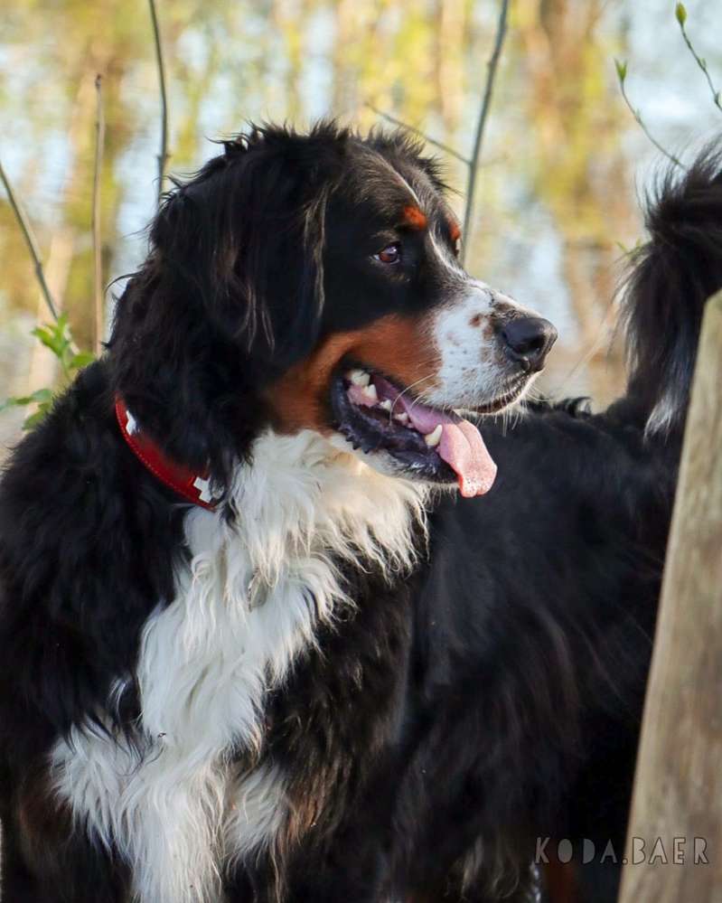Hundetreffen-Spaziergang durch den Clara Zetkin Park-Profilbild