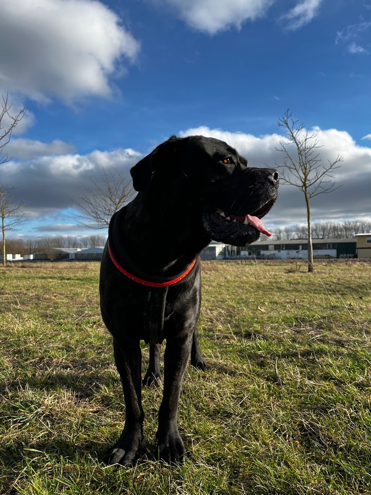 Hundetreffen-Capo sucht Freunde🐶🐾-Profilbild