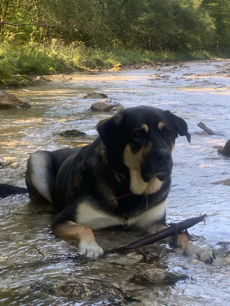 Hundetreffen-Spielkameraden gesucht-Profilbild