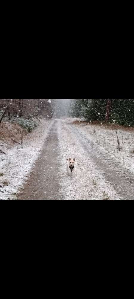 Hundetreffen-Treffen für spielen, trainieren und Gassi gehen-Profilbild