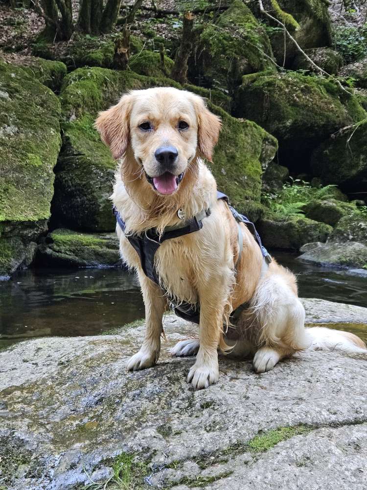 Hundetreffen-Treffen mit Spielrunde-Profilbild