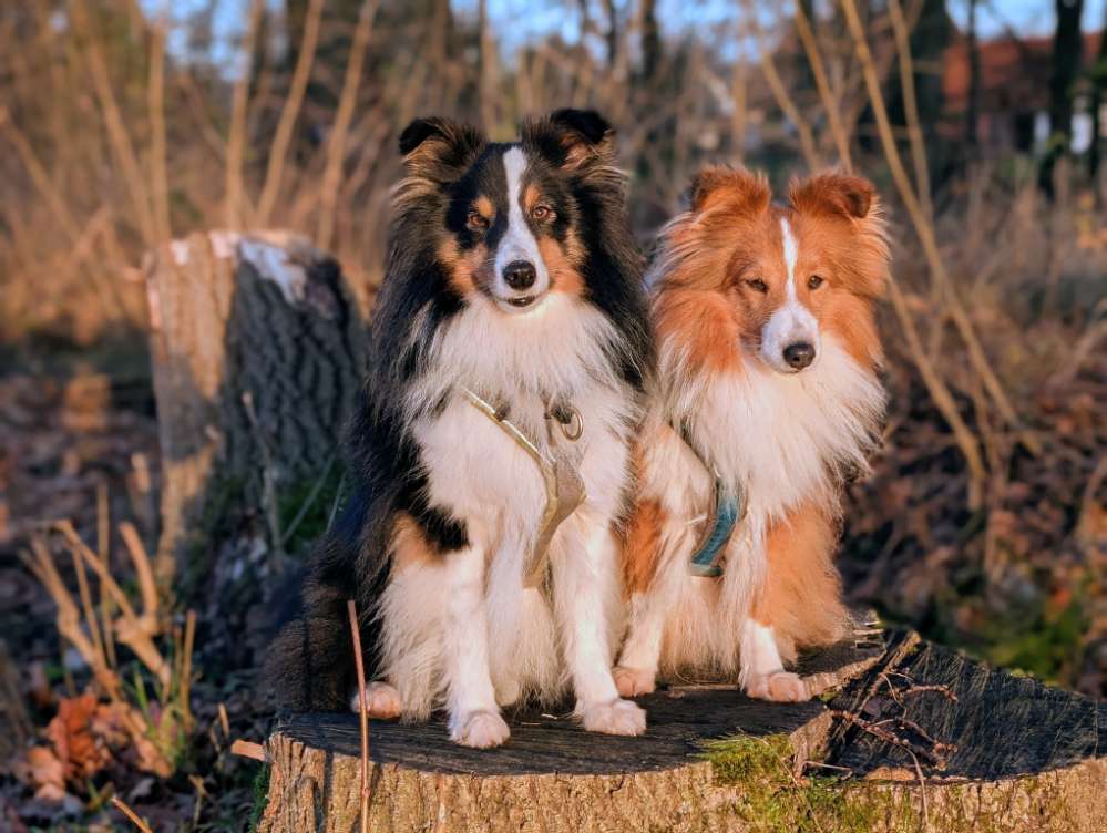 Hundetreffen-Lange Spaziergänge in der Natur 🍄‍🟫-Profilbild