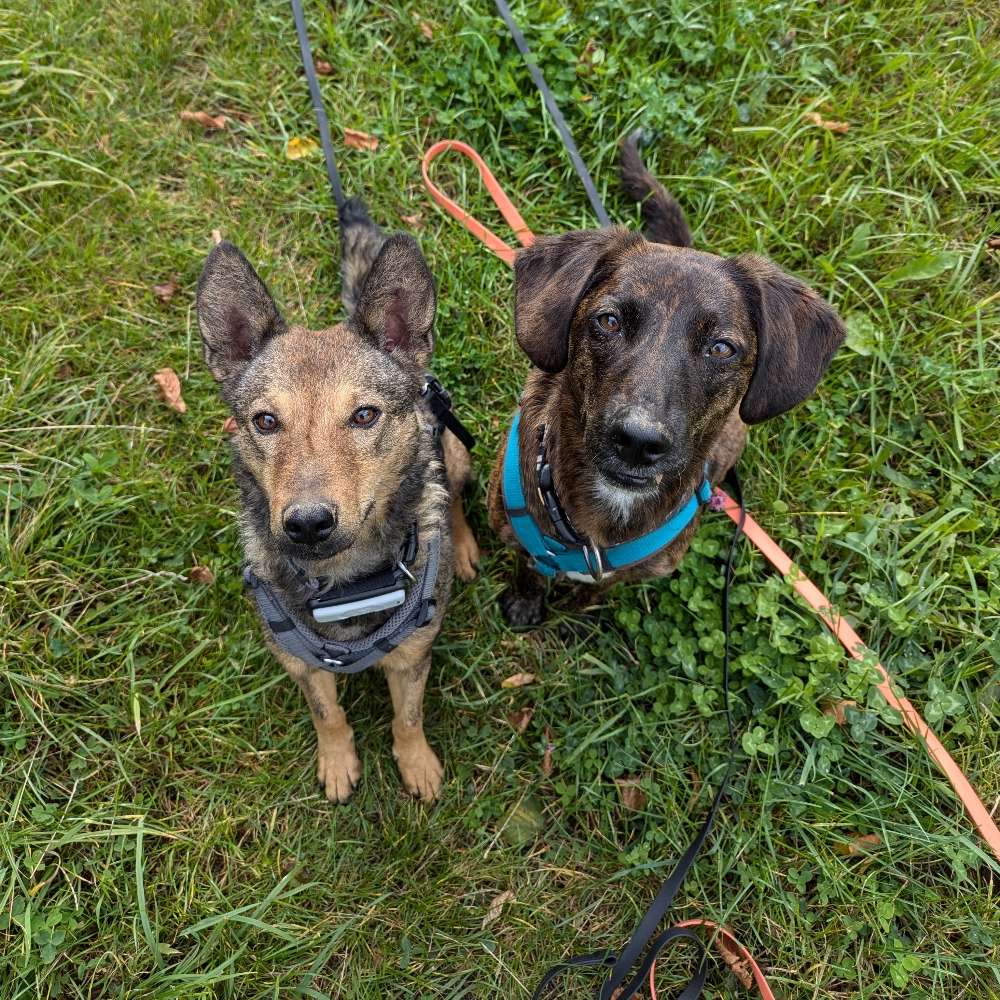 Hundetreffen-Spaziergänge & Beschäftigung-Profilbild