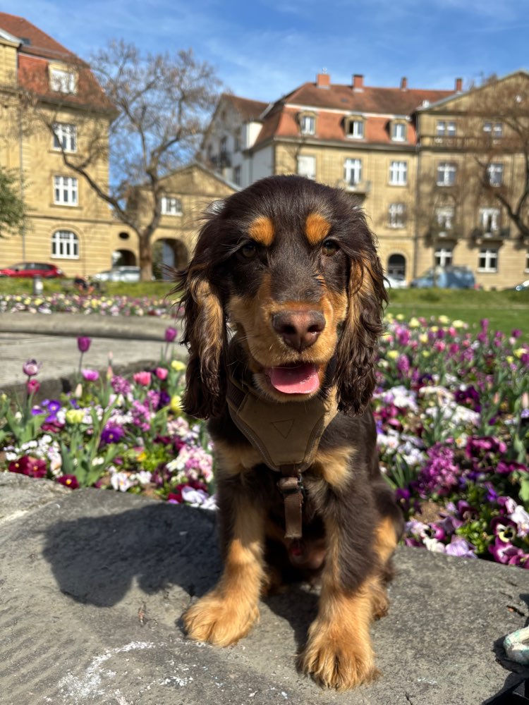 Hundetreffen-Spielen und Gassi mit Oscar-Profilbild